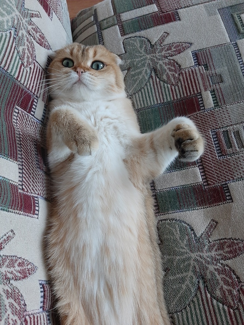 Мой лучший друг – кот Зевс, или Как этот маленький комочек принес столько счастья и тепла в наш дом