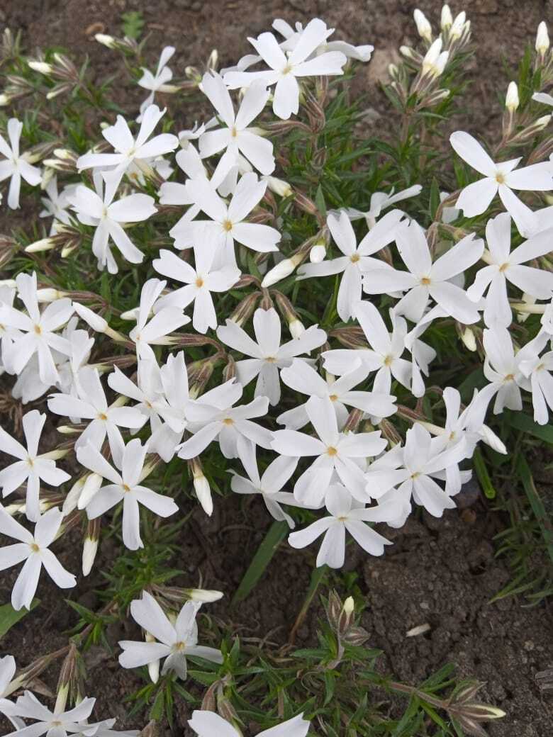 Майские нежные шиловидные флоксы: мои первые весенние цветы.Мои фотографии цветов.