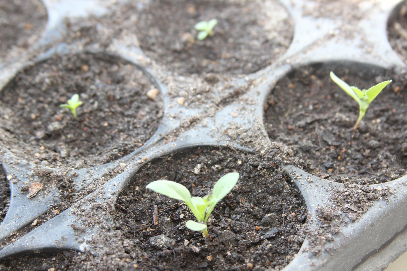 150 рублей за 4 семечки? Как же бесят жадные продавцы семян!