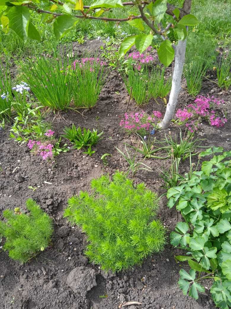 Майские нежные шиловидные флоксы: мои первые весенние цветы.Мои фотографии цветов.