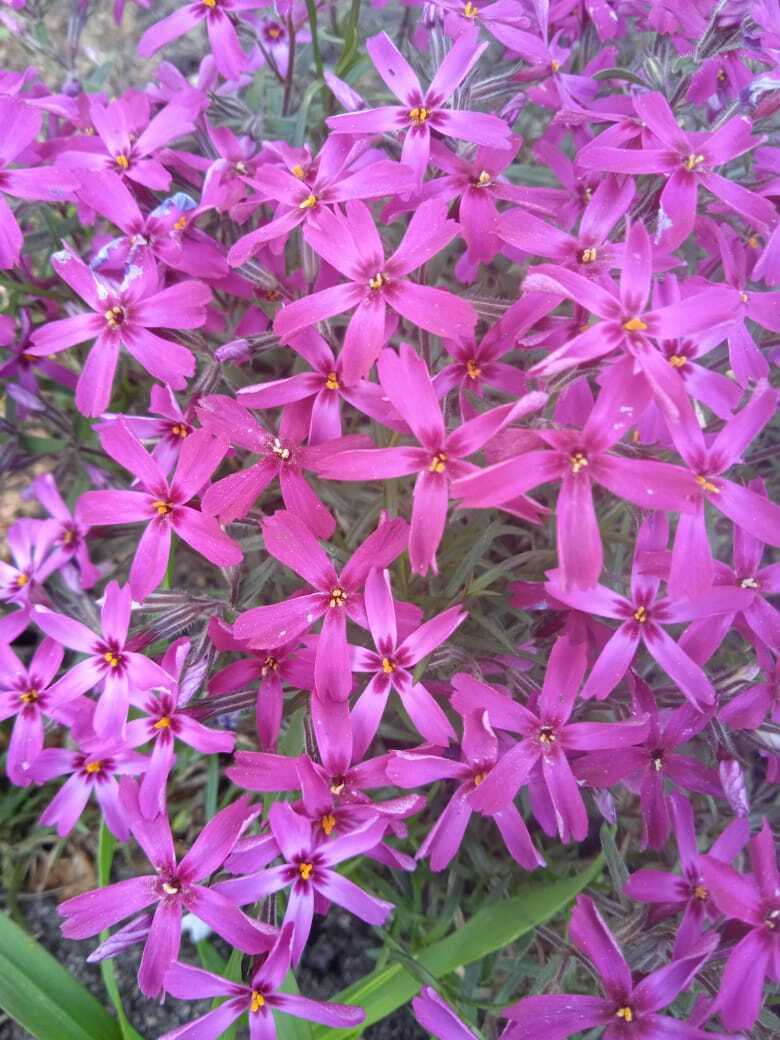 Майские нежные шиловидные флоксы: мои первые весенние цветы.Мои фотографии цветов.