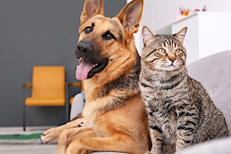 Знаете ли вы болезни сердца у собак и кошек?