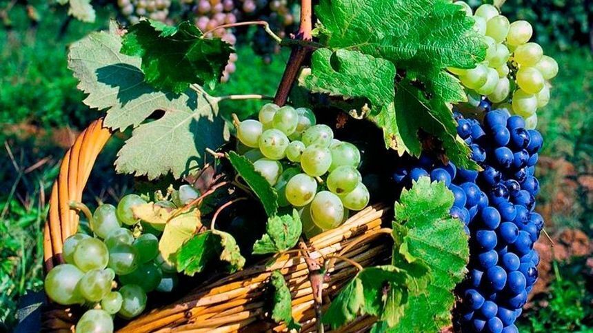 Какой виноград самый полезный