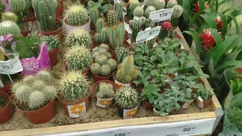 Необычные виды растений для дома и сада в Леруа Мерлен