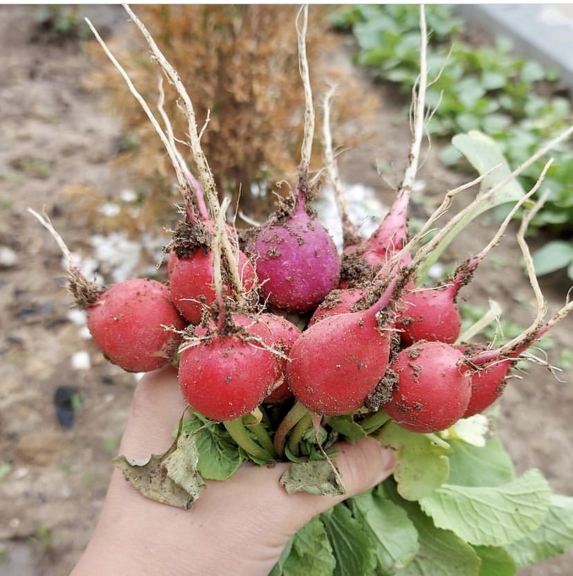 посадка редиса в марте 2024. всходы редиса. сеем редиску в теплице. посеять редис в апреле 2022. редис нот 7.