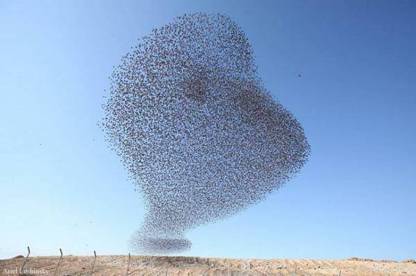 А вы видели «Танец скворцов» ?