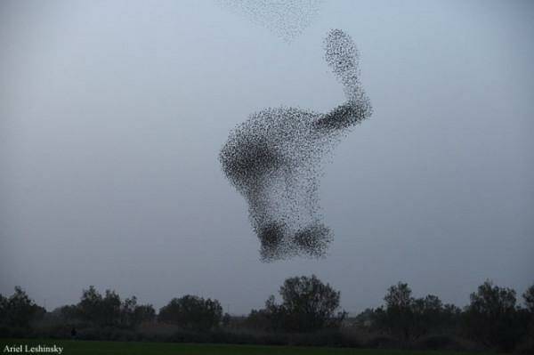 А вы видели «Танец скворцов» ?