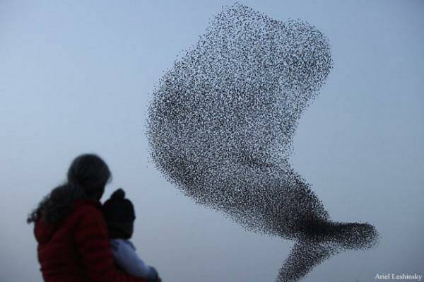 А вы видели «Танец скворцов» ?