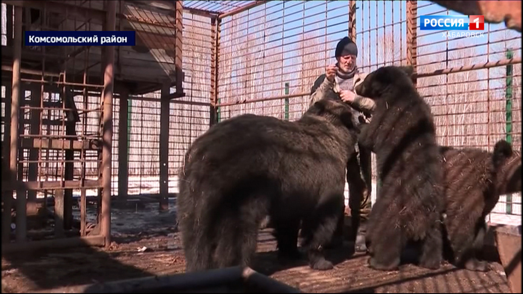 У фермера из-под Комсомольска-на-Амуре через суды пытаются "отжать" медведицу и двух ее медвежат