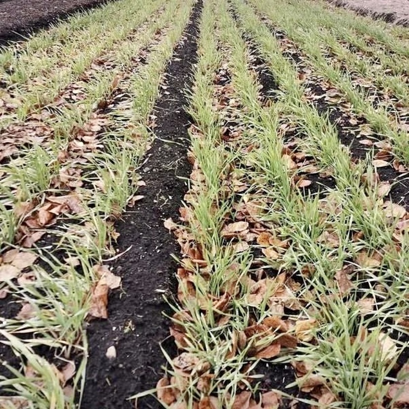 Как правильно сеять сидераты