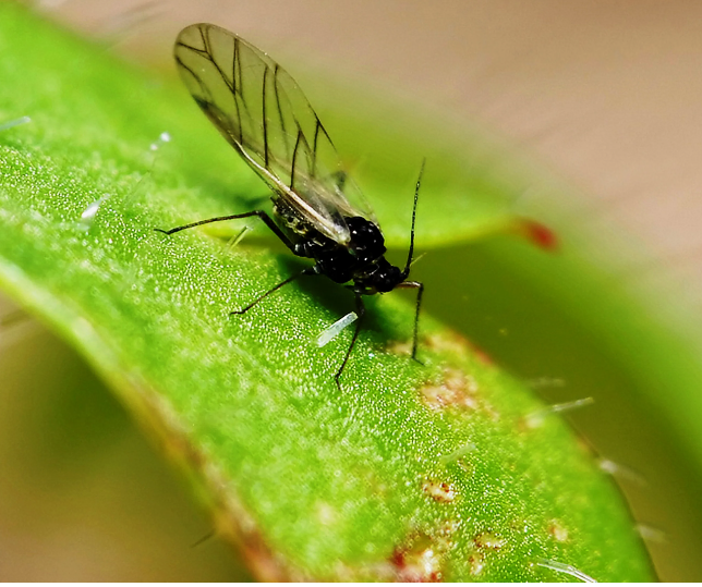 Как избавиться от назойливых мошек на растениях с помощью эффективной ловушки