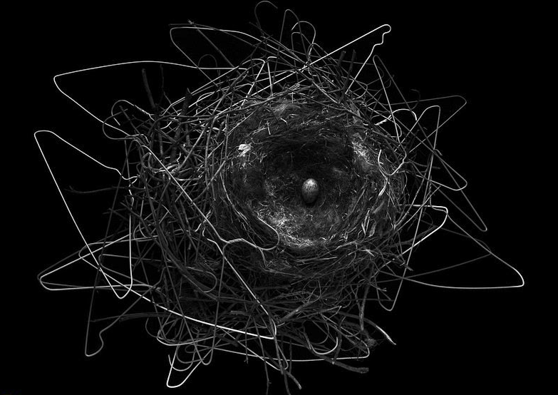 Городские вороны строят гнезда из вешалок