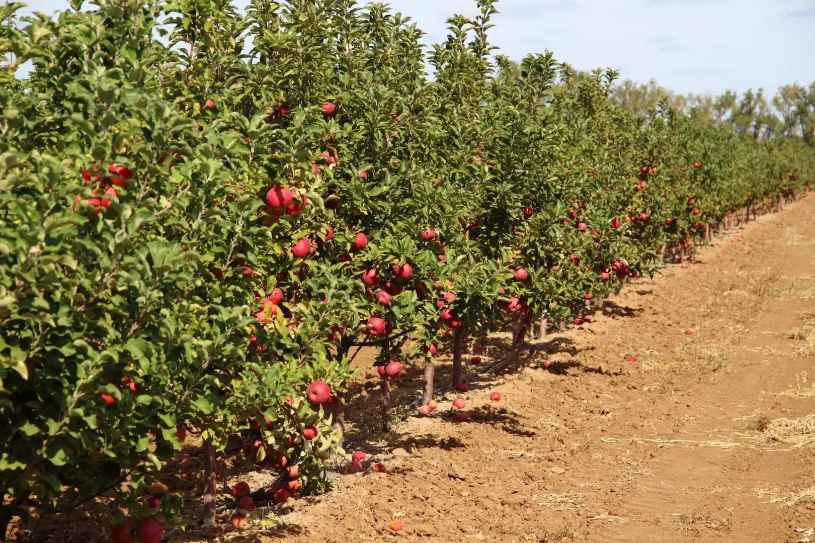 Мой первый опыт работы в студенческие годы: сбор яблок в садах Придонья.