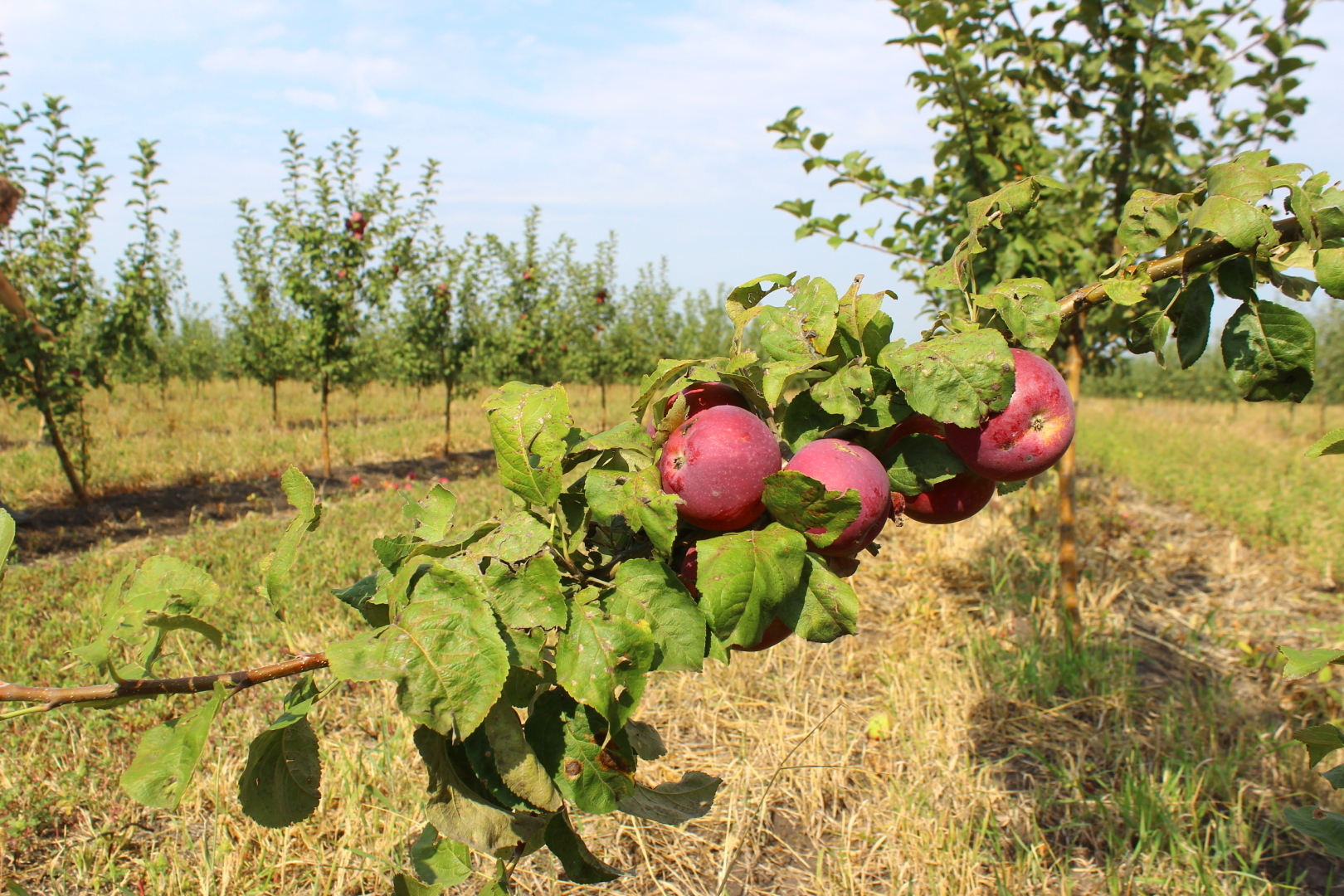 Мой первый опыт работы в студенческие годы: сбор яблок в садах Придонья.