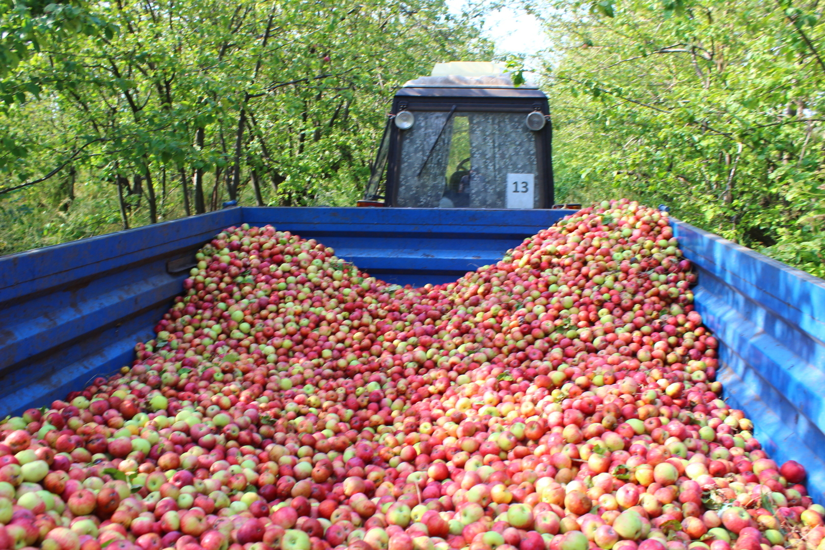 Мой первый опыт работы в студенческие годы: сбор яблок в садах Придонья.