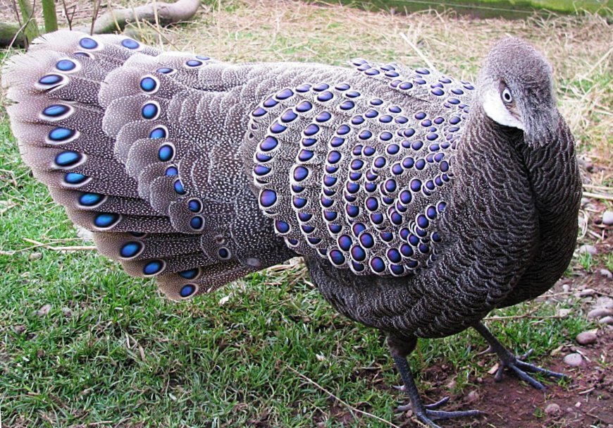 Пернатые прилетели! Птицы, как люди, а люди, как птицы.... Интересная подборка речевых моментов