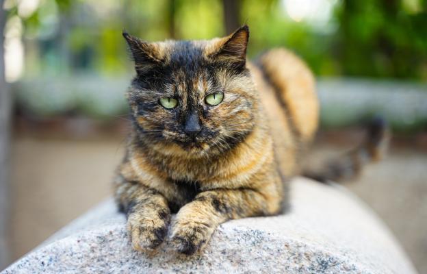 Могут ли кошки контролировать своё мурлыканье ?