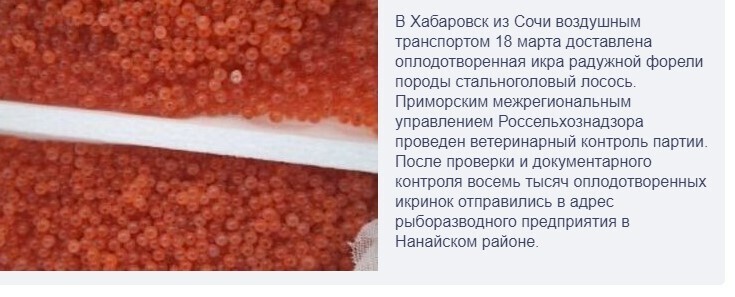 В Хабаровском крае будут разводить форель из Сочи