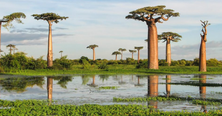 "Мадагаскар: Островное приключение среди чудес природы"