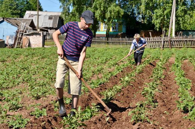 «А где картошка?»: случай из моей школьной жизни о краже школьной картошки
