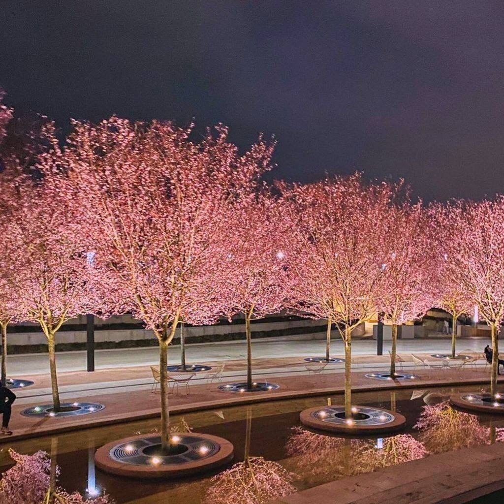 В краснодарском парке Галицкого расцвели сливы Нигра, напоминающие японскую сакуру.