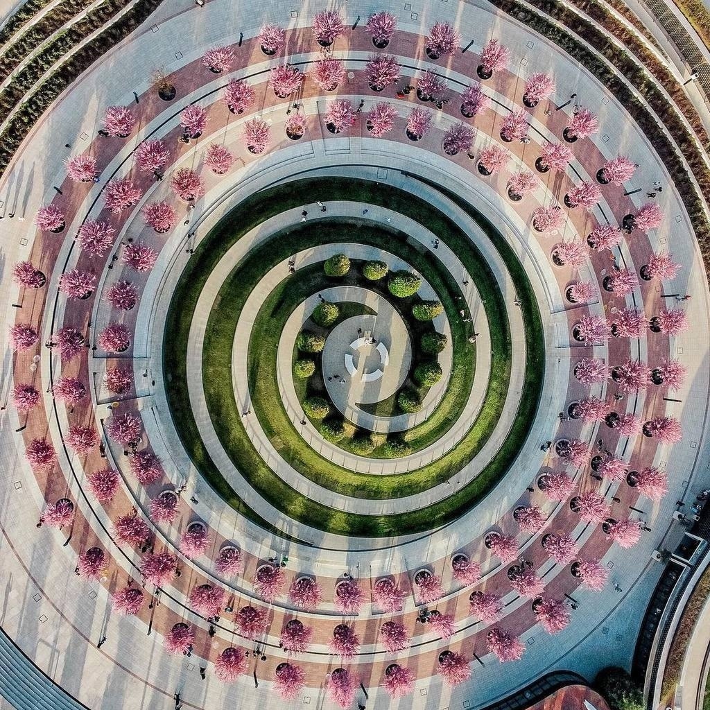 В краснодарском парке Галицкого расцвели сливы Нигра, напоминающие японскую сакуру.