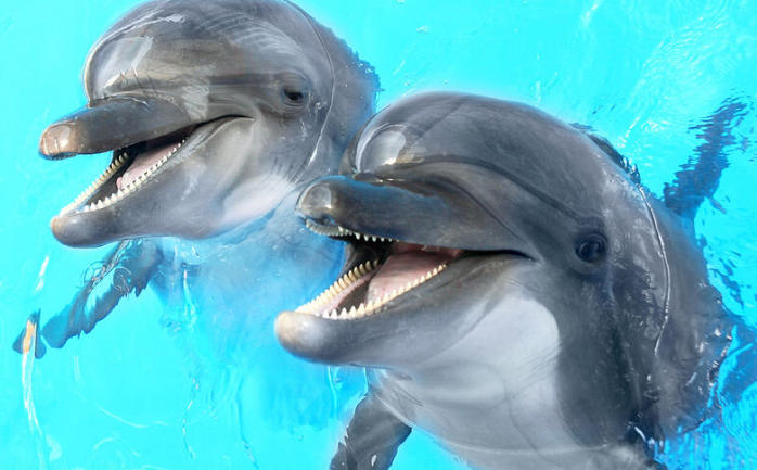 Удивительный язык дельфинов. Как общаются эти самые умные животные?