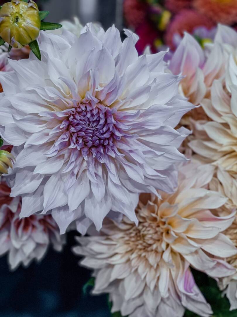 Работы в цветнике, саду и грядках в июле