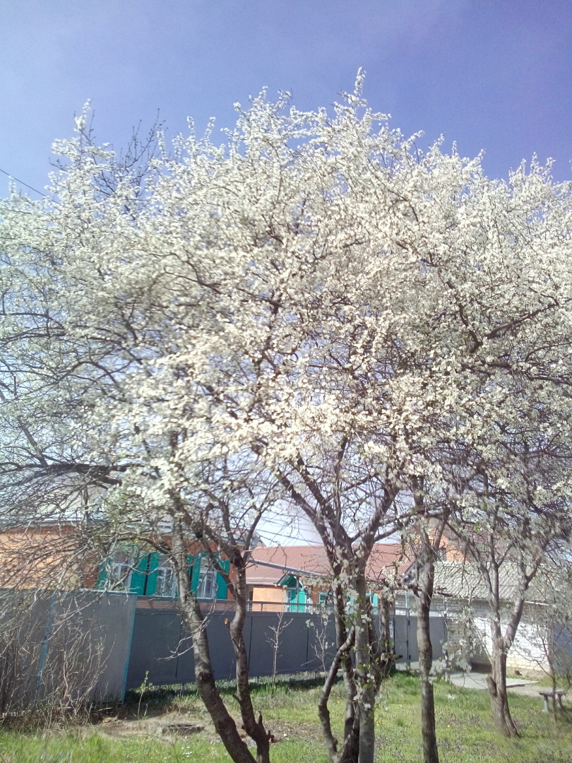 Середина весны, как лето. На Кубани жара под тридцать .Всё цветёт и пахнет.