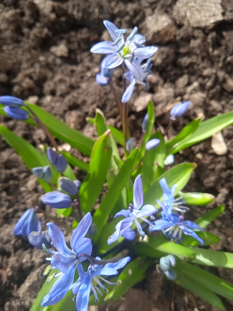 Первый апрельский субботник: наводим первый весенний марафет на даче, мои фотографии первых весенних цветов