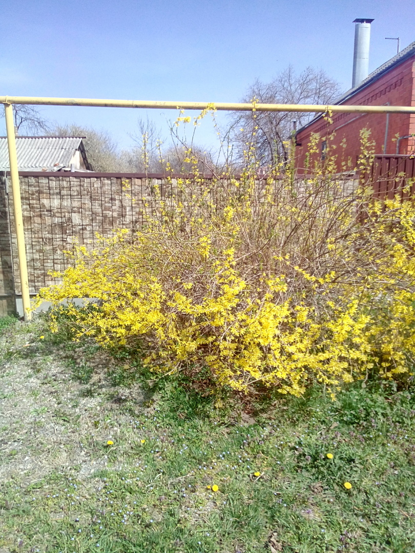 Середина весны, как лето. На Кубани жара под тридцать .Всё цветёт и пахнет.