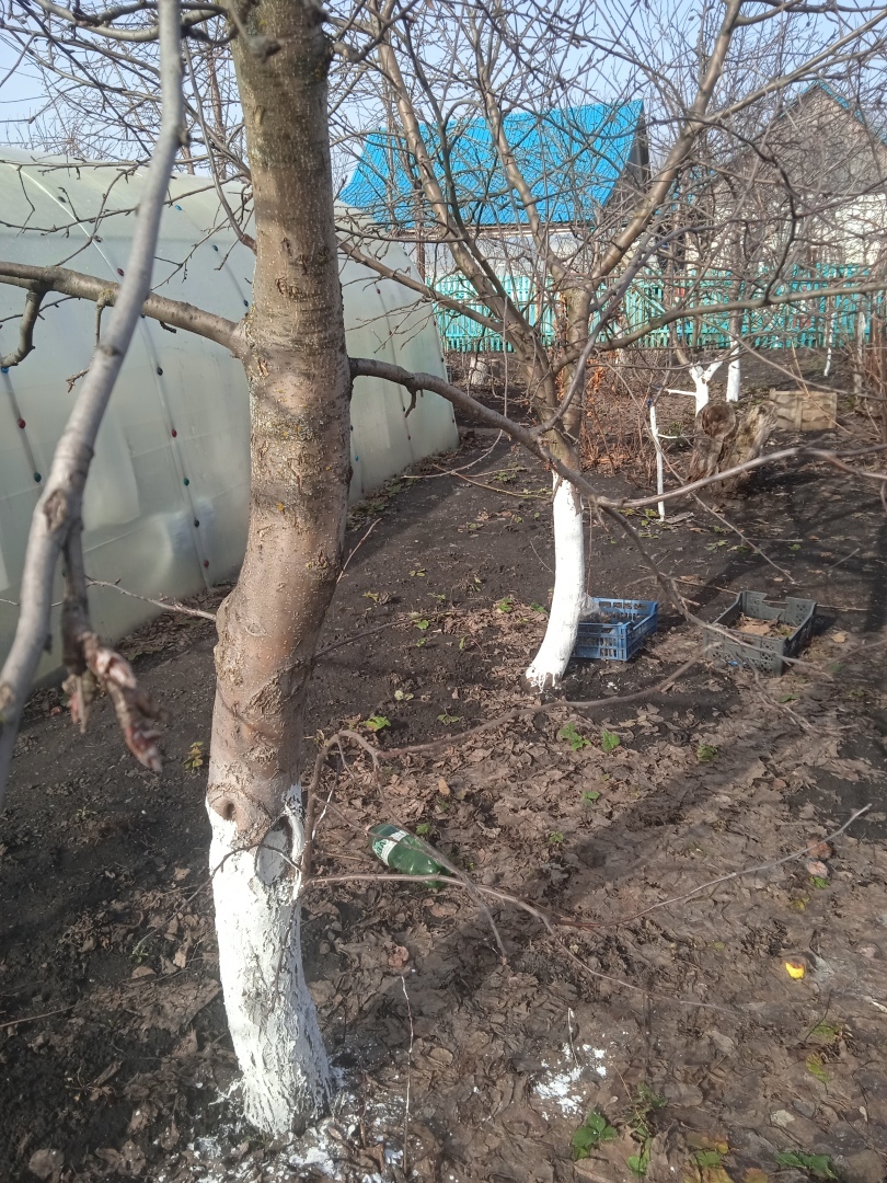 Первый апрельский субботник: наводим первый весенний марафет на даче, мои фотографии первых весенних цветов