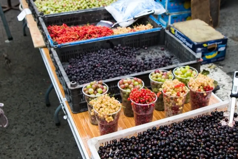 Сделайте это со смородиной и крыжовником в апреле и будете собирать урожай крупных ягод ведрами