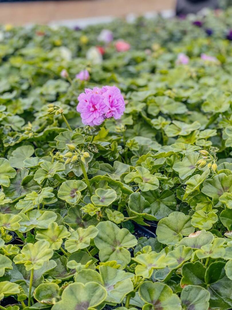 Стимуляторы роста для проращивания семян