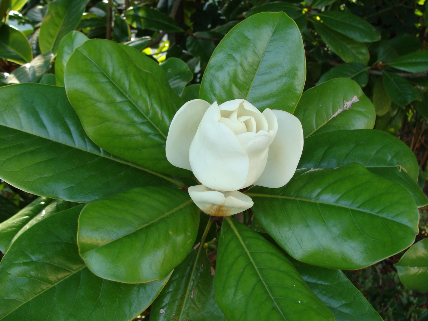 Дело это семейное, все решит дарственная