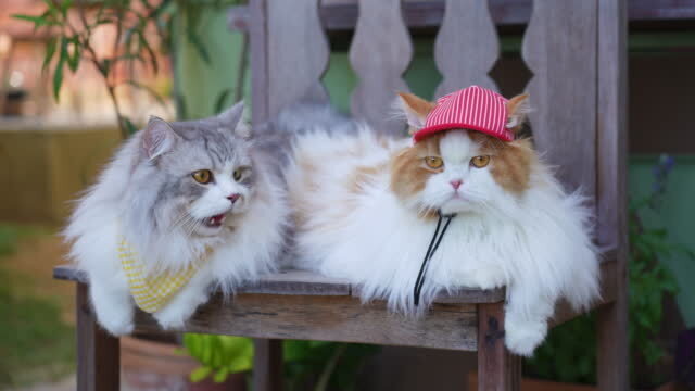 Взяли мы кота для вязки. Бедолаге не повезло