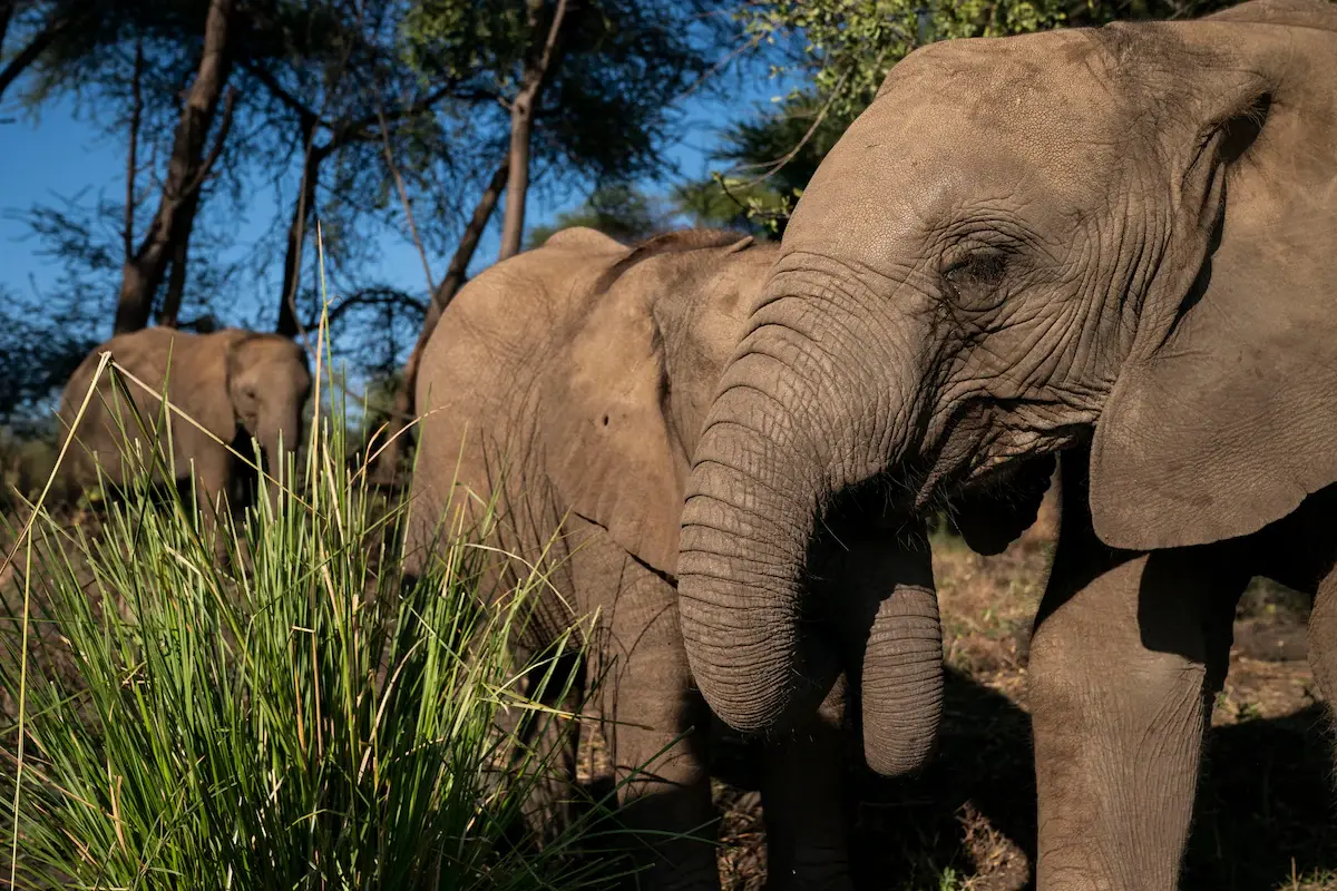 Хотите слона? Президент Ботсваны говорит, что в его стране их слишком много