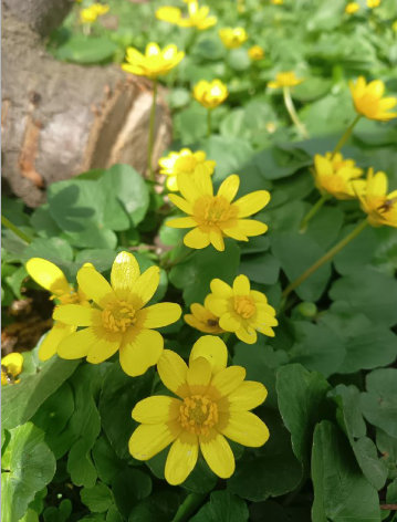 Пришла пора убирать приусадебные участки. Какой известью лучше белить деревья, гашеной или негашеной?