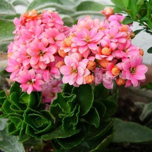 Как правильно вырастить каланхоэ: полезные советы