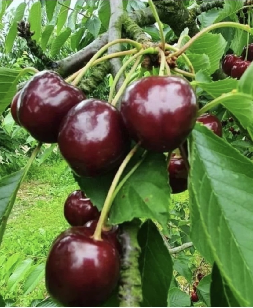 Уход за вишней