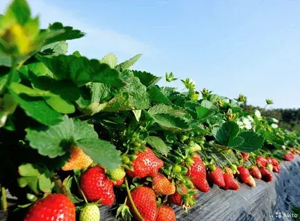 Клубника: история и география любимой ягоды