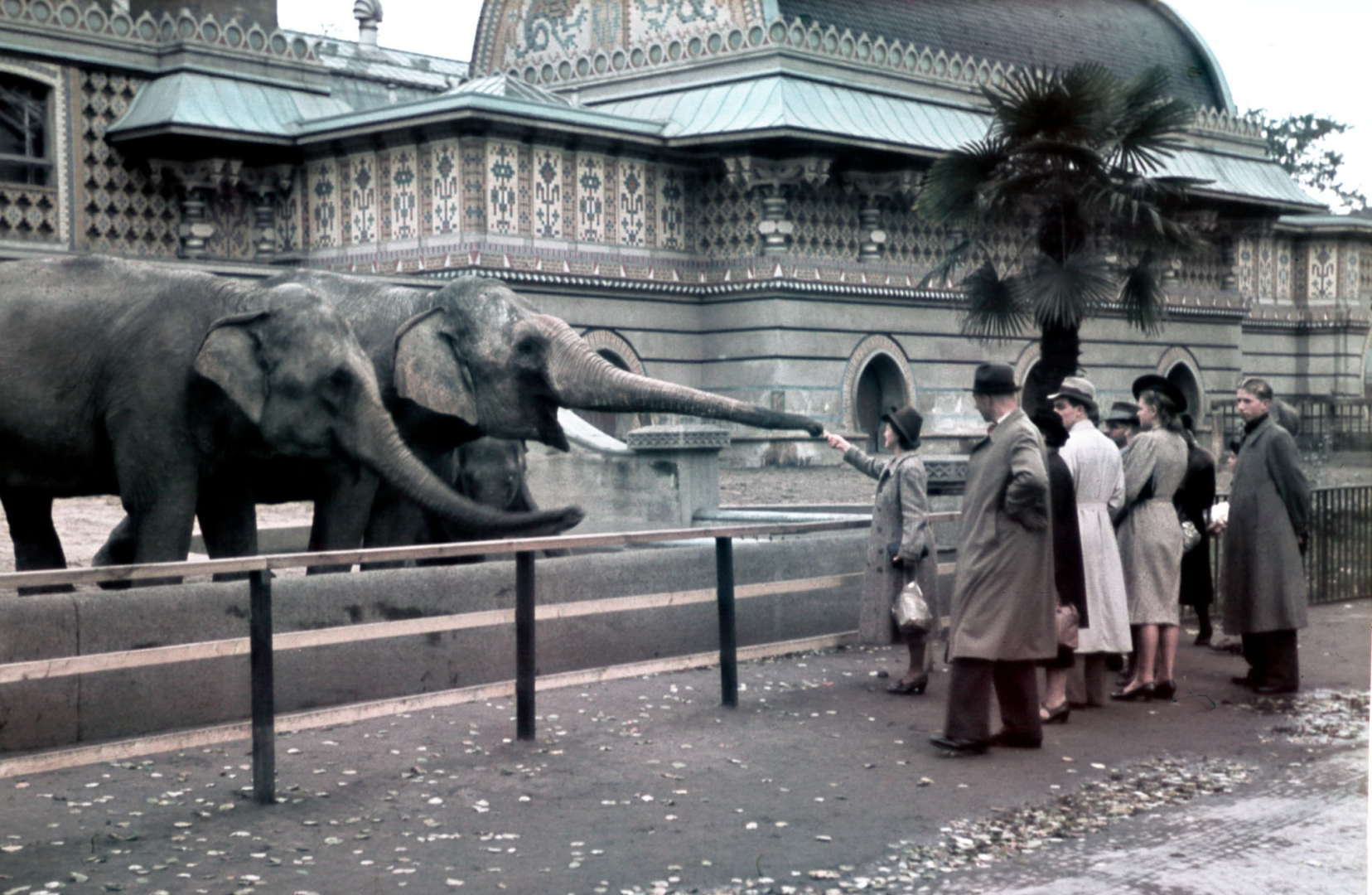 Во время второй мировой войны первая бомба, сброшенная на Берлин, убила единственного слона в Берлинском зоопарке