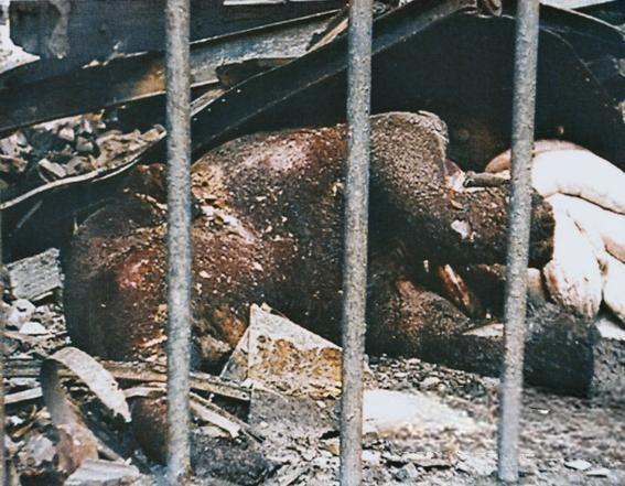 Во время второй мировой войны первая бомба, сброшенная на Берлин, убила единственного слона в Берлинском зоопарке