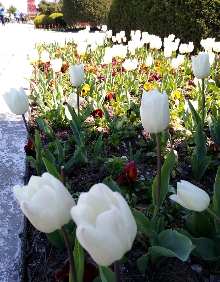 Тюльпановая Анапа 2024. Весна началась с лета, тепло за +20 🌷🌷🌷
