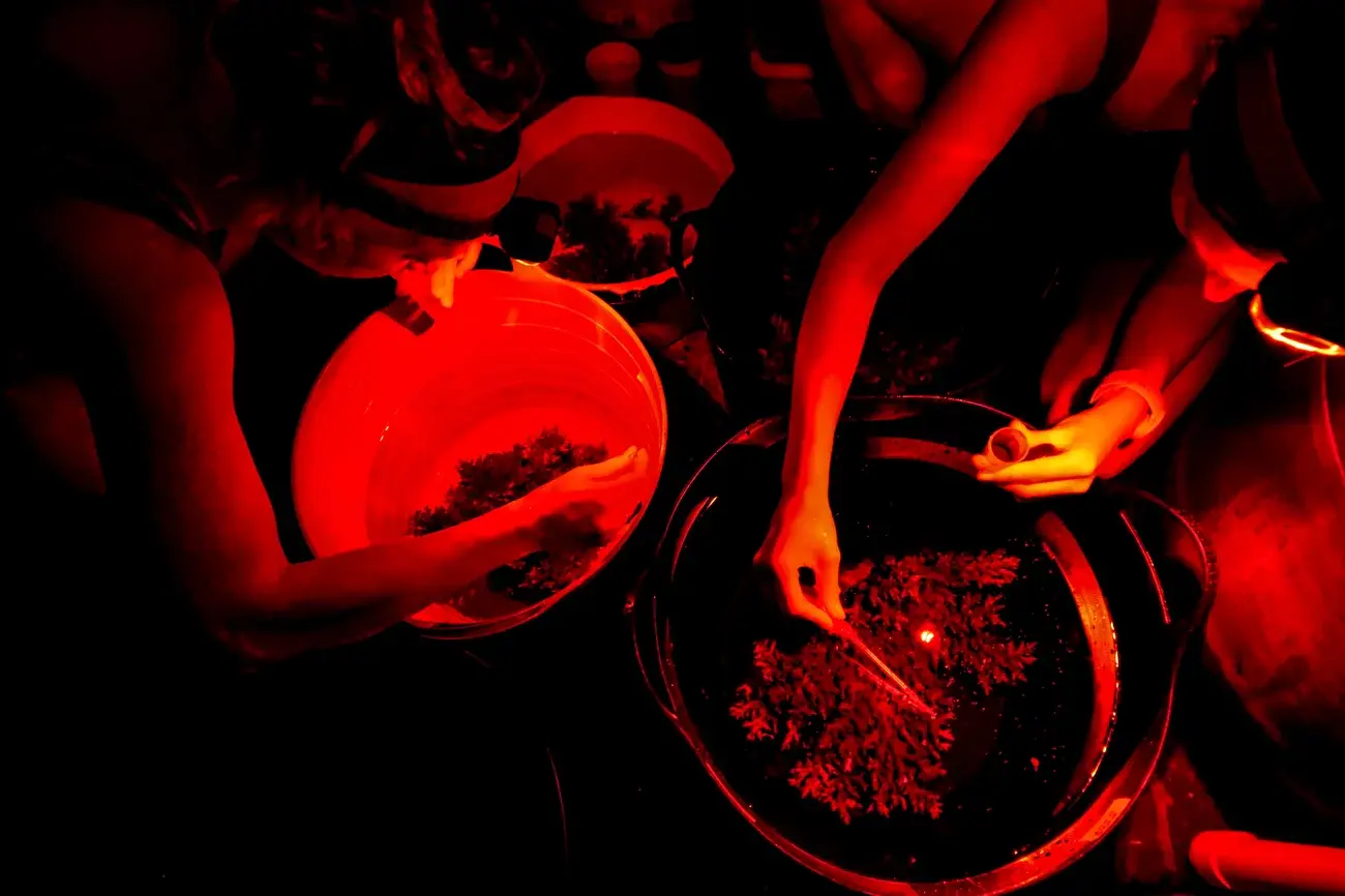 Ученые разводят "супер кораллы". Смогут ли они противостоять изменению климата?