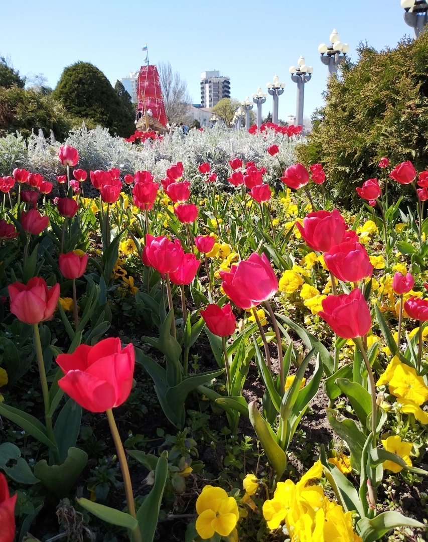 Тюльпановая Анапа 2024. Весна началась с лета, тепло за +20 🌷🌷🌷