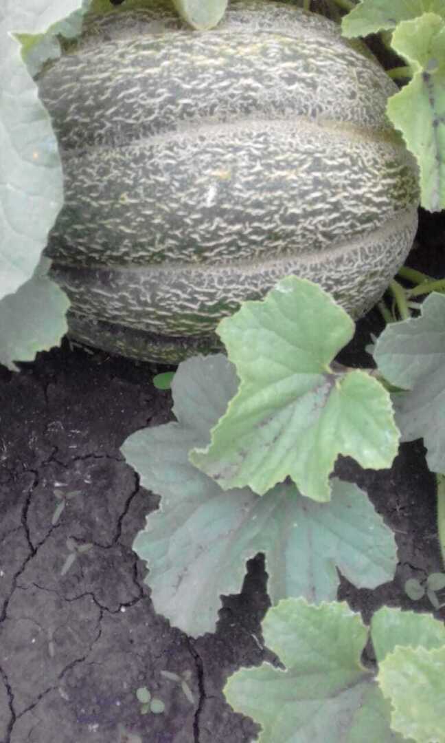 Эфиопы на даче:как иностранцы-африканцы появились у меня на даче и что из этого вышло. Делюсь своими впечатлениями