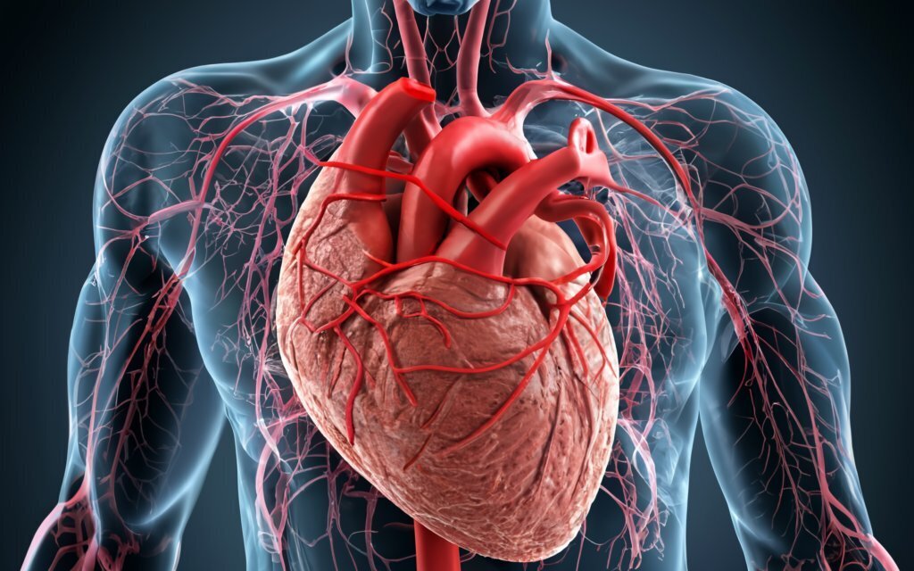 Как предотвратить заболевания сердечно-сосудистой системы