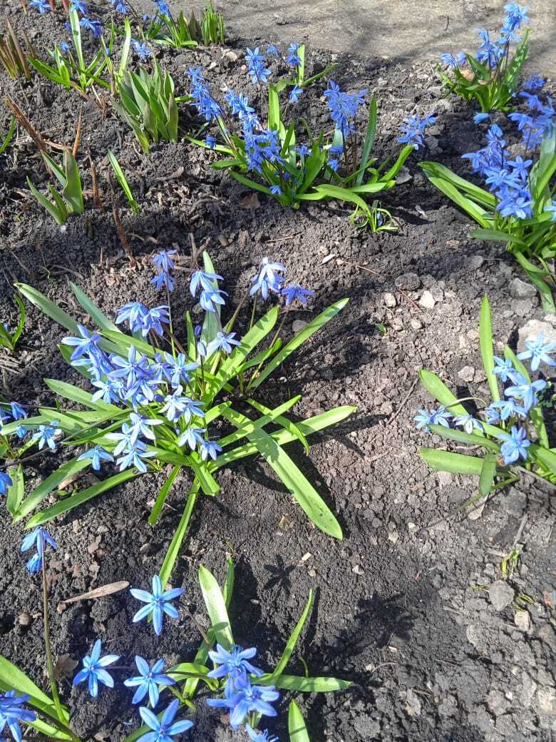 Как я провела первые апрельские выходные: чем занималась дома и на даче. Мои фотографии