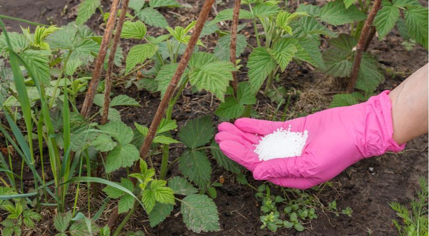 Чем удобрять малину весной?